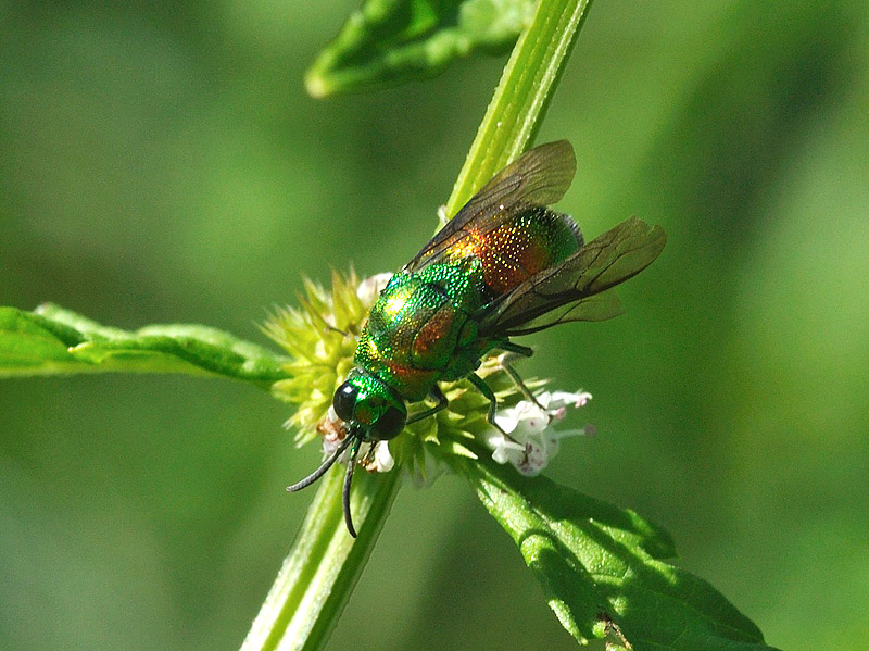 Rutilante - e assatanato:  Stilbum cyanurum
